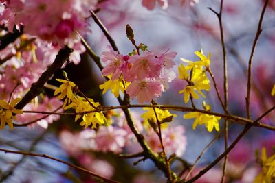 Close-up of pink cherry blossoms in spring