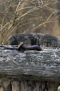 Close-up of lizard on tree