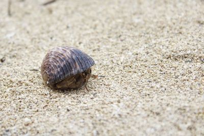 Close-up of crab on sand