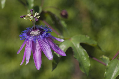 Close-up of purple flower