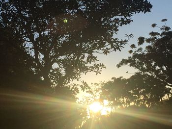 Sun shining through trees