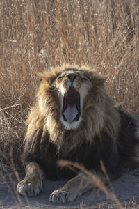 Close-up of lion