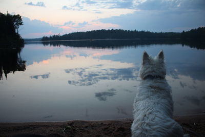 View of a dog in the lake