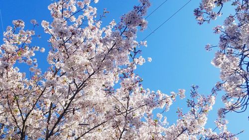 Low angle view of cherry blossom against blue sky