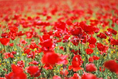 Close-up of red poppy flowers blooming on field