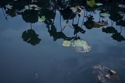 High angle view of leaves floating on lake