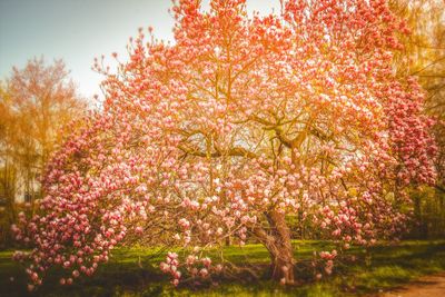 Pink cherry blossoms in autumn