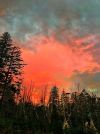 Silhouette trees in forest against orange sky