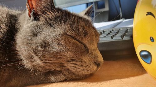 Close-up of cat sleeping