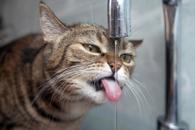 Close-up of a cat