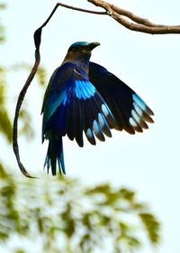 Low angle view of bird on branch