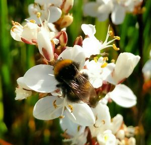 Close-up of bee on white flowers