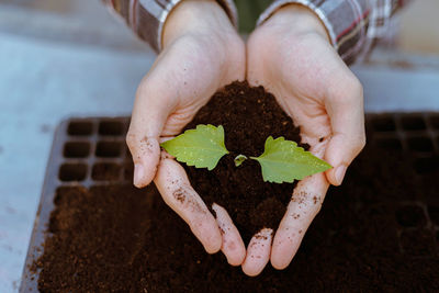 Cropped hands of woman holding soil