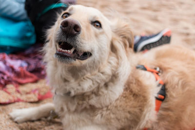 Close-up portrait of dog looking at camera