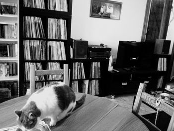 Cat looking away