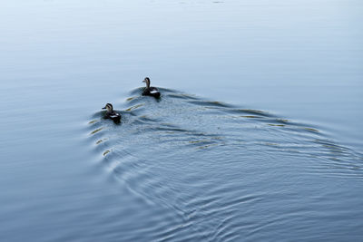 High angle view of ducks swimming in lake