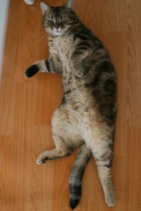 Cat lying on floor