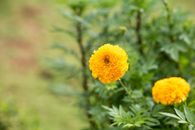Close-up of yellow marigold flower