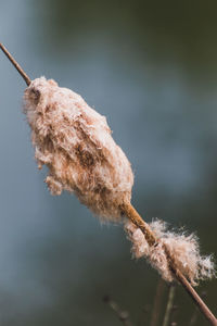 Close-up of rope on twig