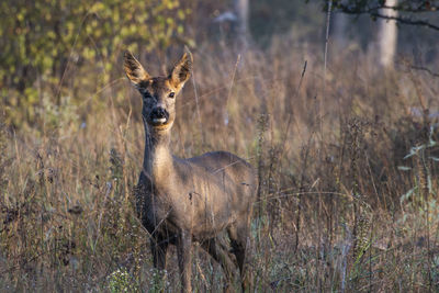 Portrait of giraffe in forest