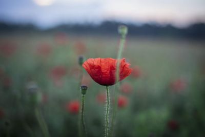 Close-up of red poppy flower on field