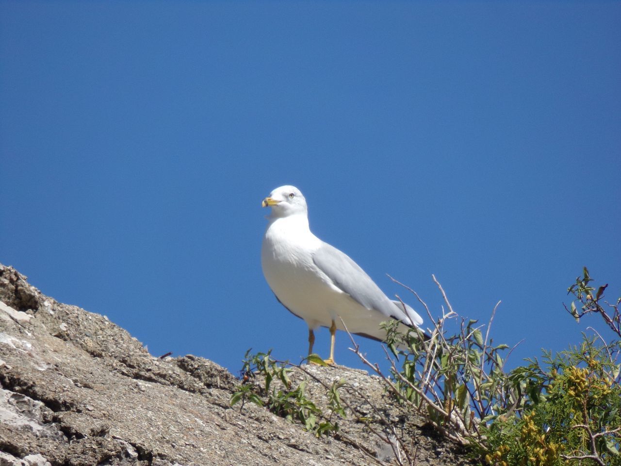 LOW ANGLE VIEW OF SEAGULL PERCHING ON ROCK