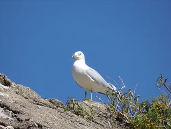 Low angle view of seagull perching on rock against clear blue sky