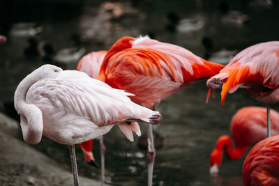 Flamingos in a lake close up