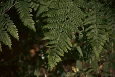 Close-up of plant