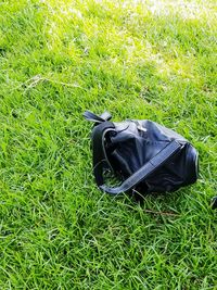 High angle view of grass on field