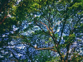 Low angle view of trees against the sky