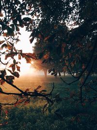 Sun shining through trees
