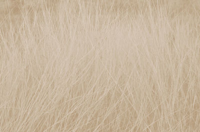 Full frame shot of dry plants on field