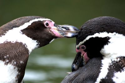 Close-up of playful humboldt penguins