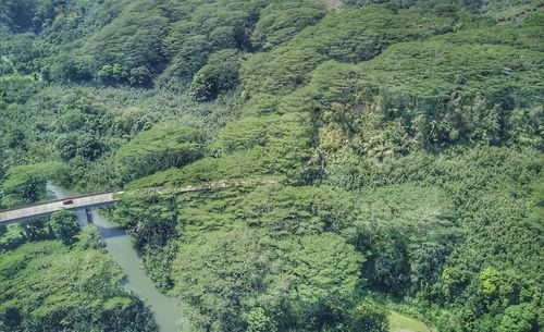 High angle view of trees in forest