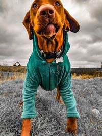 Full length of a dog standing on field