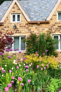 Flowers growing outside house