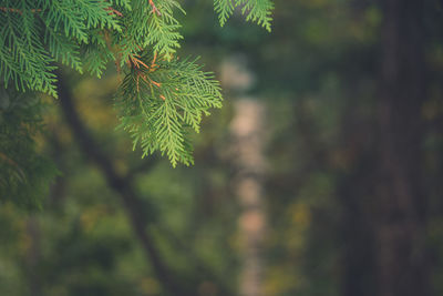 Close-up of pine tree