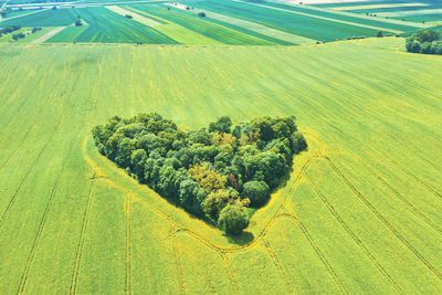 Scenic view of agricultural field