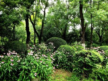 Plants and trees in forest