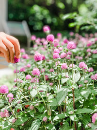 Close-up of pink flowering plants