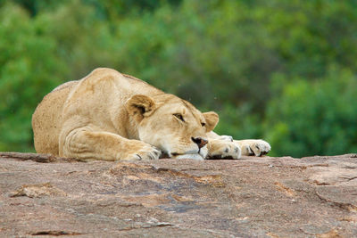 Lioness relaxing on wood