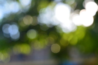 Defocused image of tree