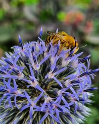 Close-up of bee pollinating flower