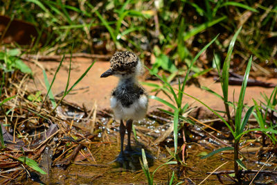 Close-up of a bird perching on a field