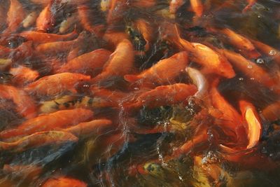 Close-up of koi carps swimming in sea