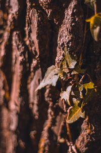 Close-up of tree trunk