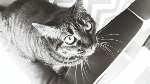 Close-up portrait of cat