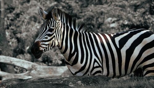 Side view of zebra on rock