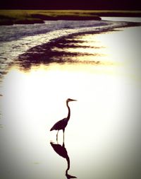 Bird flying over calm lake